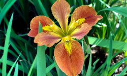 Assorted Irises