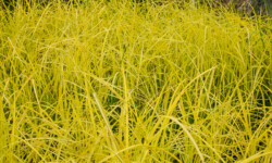 Assorted Sedges