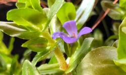 Lemon Bacopa