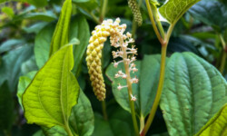 Lizard's Tail