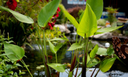 Red Stem Thalia