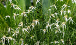 Star Grass