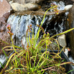 Sundew