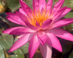 Tropic Star