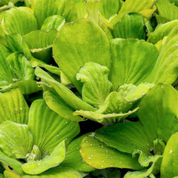 Water Lettuce (Floating)