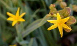 Yellow-Eyed Grass