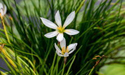Rain Lily