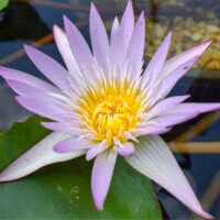 Madame Ganna Walska (DB) Madame Ganna Walska Tropical Waterlily