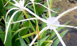 Spider Lily