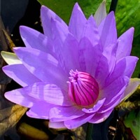 Wood's Blue Goddess (DB) Wood's Blue Goddess Tropical Waterlily