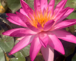Tropic Star