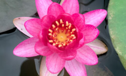 Perry's Baby Red Dwarf Lily