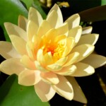 Clyde Ikins Waterlily