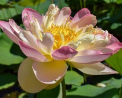 Mrs. PDS Lotus