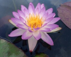Siam Purple 1