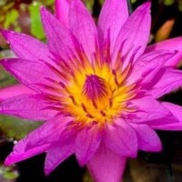 Queen of Siam (DB) Queen of Siam Tropical Waterlily