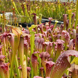 Pitcher Plants