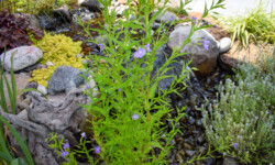 Lavender Musk