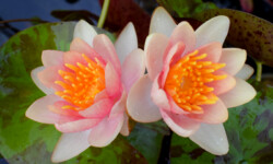 Chrysantha Dwarf Lily