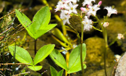 Bog Bean