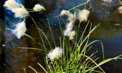 Cotton Grass