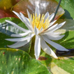 Arc-en-ciel Waterlily