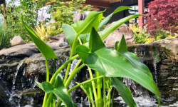 Arrow Arum Arrow Arum