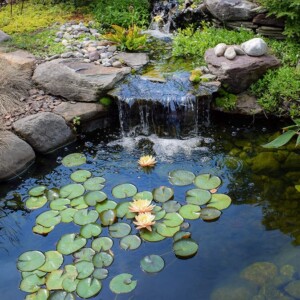 Lilypad Pond