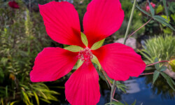 Hardy Hibiscus