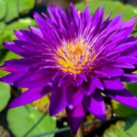 Plum Crazy (DB) Plum Crazy Tropical Waterlily