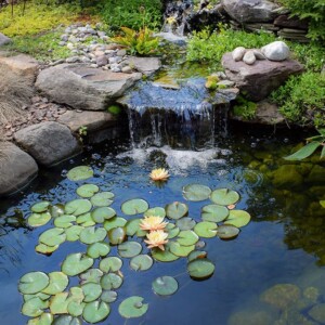 Lilypad Pond