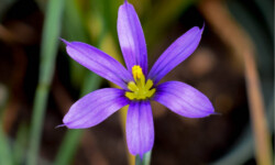 Blue-Eyed Grass