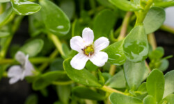 Moneywort Bacopa