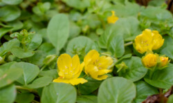 Creeping Jenny