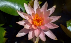 Colorado Colorado Waterlily