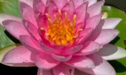 Darwin Darwin Waterlily