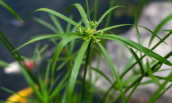 Umbrella Palm