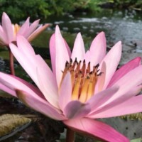 Texas Shell Pink (NB) Texas Shell Pink Tropical Waterlily