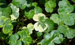 Pennywort