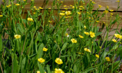 Miniature Spearwort