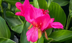 Assorted Cannas