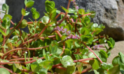 Red Rotala