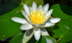 Albida