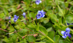 Blue Moneywort