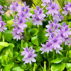 Water Hyacinths (Floating)