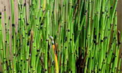 Horsetail Horsetail