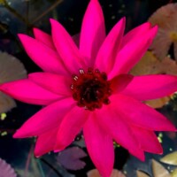 Jennifer Rebecca (NB) Jennifer Rebecca Tropical Waterlily