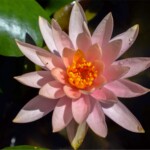 Colorado Colorado Waterlily