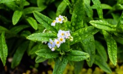 Water Forget-Me-Not Water Forget-Me-Not