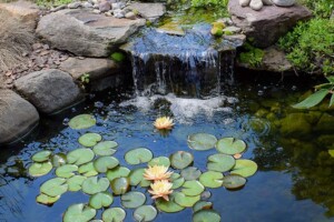 Lilypad Pond
